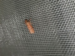 Acrolophus plumifrontella
