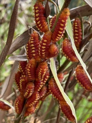 Eumaeus atala