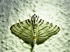 Conchylodes concinnalis
