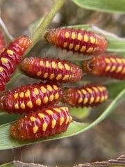 Eumaeus atala