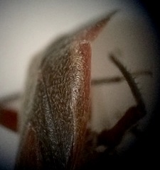 Taedia