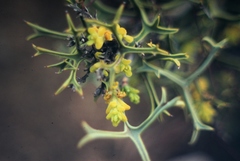 Synaphea spinulosa spinulosa