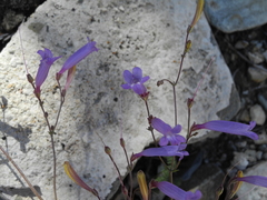 Penstemon scapoides