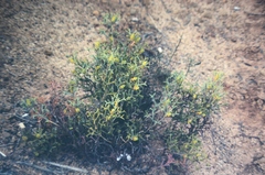 Synaphea spinulosa spinulosa