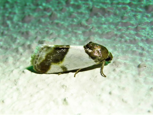 Cream-winged Bird-dropping Moth photo 3