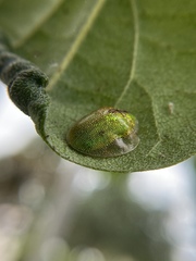 Eurypepla calochroma floridensis