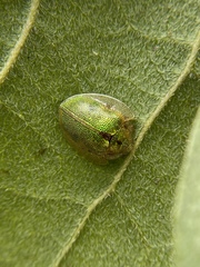 Eurypepla calochroma floridensis
