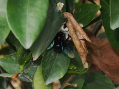 Xylocopa nasalis