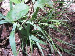 Carex glaucodea