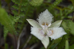 Calochortus westonii