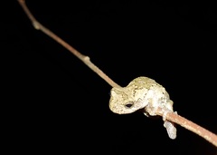 Hyla chrysoscelis