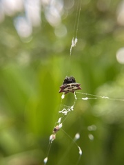 Gasteracantha cancriformis