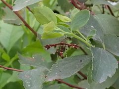 Geina tenuidactylus