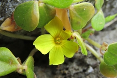 Oxalis megalorrhiza