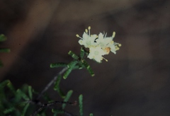 Phebalium tuberculosum