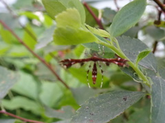 Geina tenuidactylus
