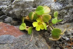 Oxalis megalorrhiza