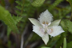 Calochortus westonii