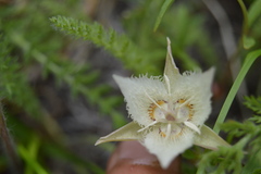 Calochortus westonii