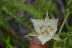Calochortus westonii