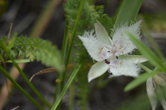 Calochortus westonii