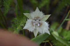 Calochortus westonii