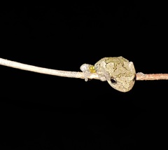 Hyla chrysoscelis
