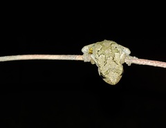 Hyla chrysoscelis
