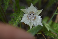 Calochortus westonii