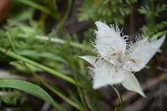 Calochortus westonii