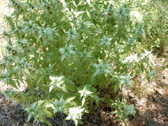 Monarda punctata intermedia