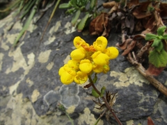 Calceolaria integrifolia