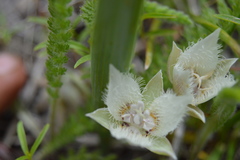 Calochortus westonii