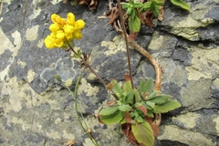 Calceolaria integrifolia