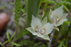 Calochortus westonii