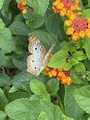 Anartia jatrophae