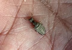 Acanthaclisini