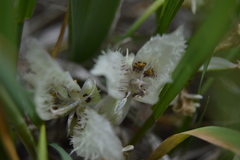 Calochortus westonii