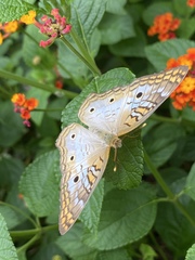 Anartia jatrophae
