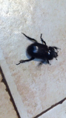 Phileurus