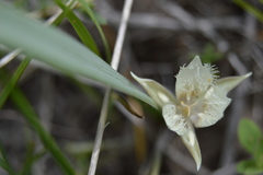 Calochortus westonii