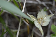 Calochortus westonii