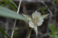 Calochortus westonii
