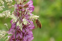 Francoa appendiculata