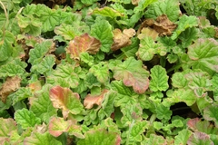 Francoa appendiculata