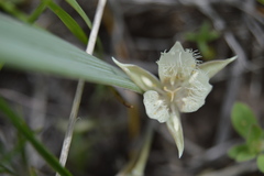 Calochortus westonii