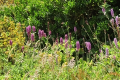 Francoa appendiculata