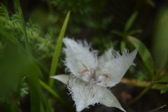 Calochortus westonii