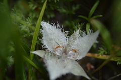 Calochortus westonii
