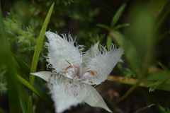 Calochortus westonii